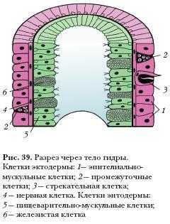 Kraken tor onion зеркало